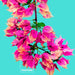 V14HD91F43C5C90279A55109A20916983403R3399549P2